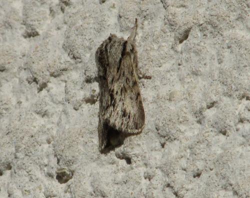 Réf. 195 687 : Asteroscopus sphinx